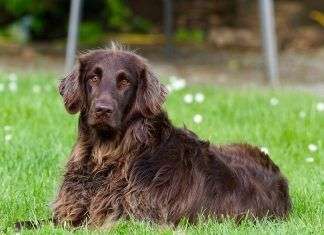 Cómo eliminar los pelos de perro en casa fácilmente perro-pelo-largo