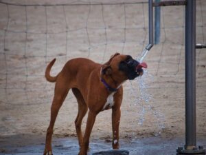 perros-calor