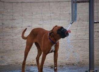 ¿Son buenas las mantas refrigerantes para perros? perros-calor
