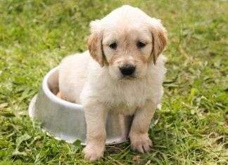 Consejos para pasear a nuestro perro durante el Covid 19
