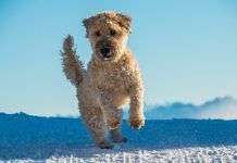 ¿Qué nos dice un perro según la posición de su cola? perro-cola