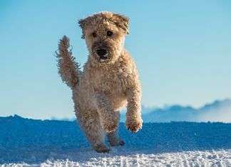 ¿Qué nos dice un perro según la posición de su cola? perro-cola