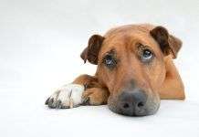 ¿Cómo evitar que mi perro se sienta solo? perro-triste