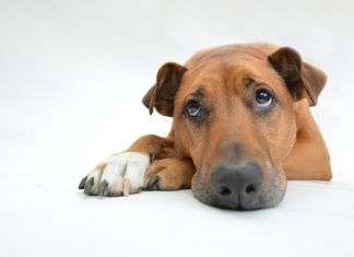 ¿Cómo evitar que mi perro se sienta solo? perro-triste