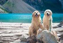 3 consejos para la alimentación de tu perro Alimentacion de tu perro