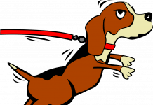 ¿Cuál es el mejor collar para mi perro? mejor-collar-perro