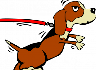 ¿Cuál es el mejor collar para mi perro? mejor-collar-perro