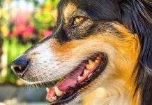 Cómo eliminar el sarro en los dientes de los perros sarro-dientes