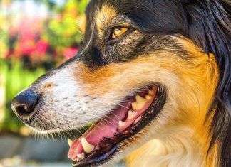 Cómo eliminar el sarro en los dientes de los perros sarro-dientes