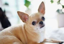 Curiosidades sobre el chihuahua