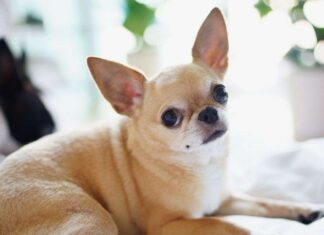 Curiosidades sobre el chihuahua