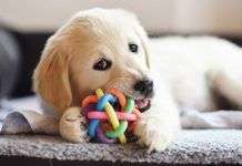 Consejos para que tu perro sea feliz