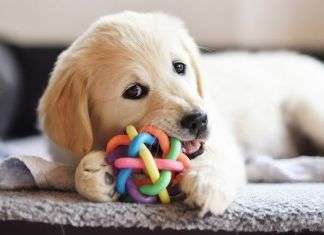 Consejos para que tu perro sea feliz