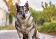 Las cinco razas de perros más exóticos que existen