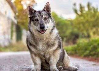 Las cinco razas de perros más exóticos que existen