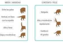 La cola del perro y sus significados: como se comunican con nosotros
