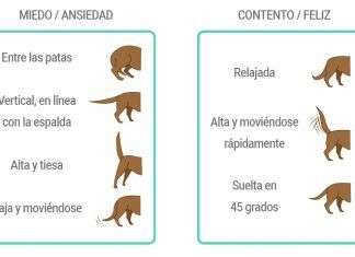 La cola del perro y sus significados: como se comunican con nosotros
