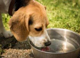 7 cosas que no sabias de los perros ¡Hasta ahora!