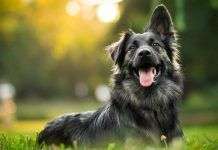 Consejos útiles para cuidar mejor a tu perro