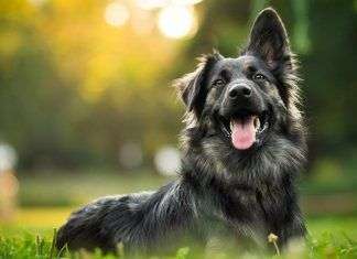 Consejos útiles para cuidar mejor a tu perro