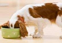 Como alimentar correctamente a tu perrito