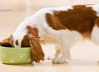 Como alimentar correctamente a tu perrito