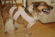 Cómo calmar a un perro fácilmente