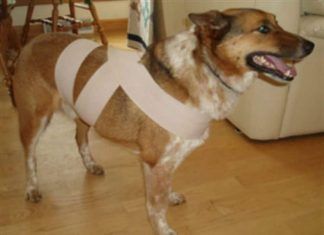 Cómo calmar a un perro fácilmente