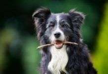 Los perros y sus canas, secretos que deberías conocer