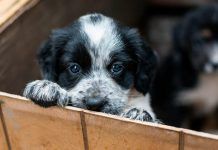 Porque adoptar puede cambiar tu vida