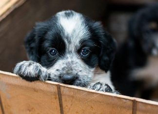 Porque adoptar puede cambiar tu vida