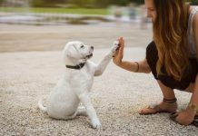 Juegos en casa para estimular correctamente a tu cachorro