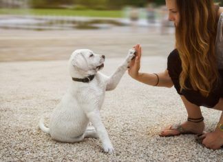 Juegos en casa para estimular correctamente a tu cachorro