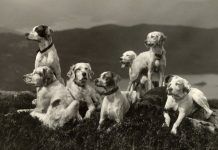 Perros y manada: ¿Cómo funcionan?
