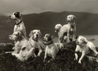 Perros y manada: ¿Cómo funcionan?