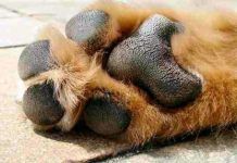 Almohaditas en los perros, porque son tan importantes