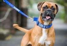 Código de colores perruno