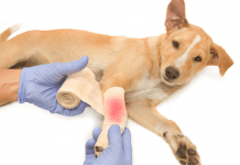 Como asistir a tu perrito en caso de accidente