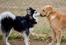 Como se comunica tu perrito contigo
