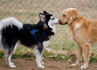 Como se comunica tu perrito contigo