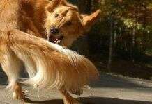 Trastornos compulsivos en los perros