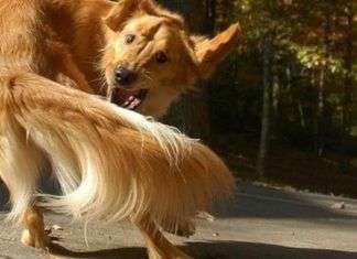 Trastornos compulsivos en los perros