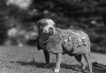 Los perros a través de la historia