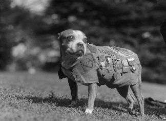 Los perros a través de la historia