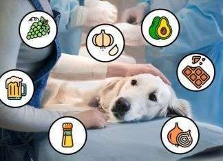 Alimentación para perros: consejos sobre nutrición y dieta equilibrada Alimentación para perros: consejos sobre nutrición y dieta equilibrada