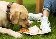 Alimentos prohibidos para nuestros perritos