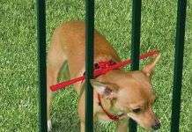 Como lidiar con perros escapistas