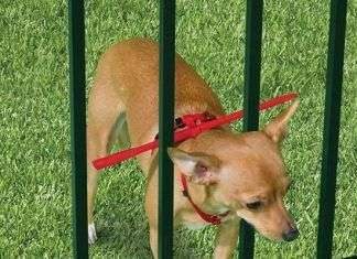 Como lidiar con perros escapistas