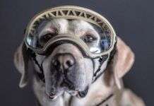 Principales marcas de alimentos para perros en México