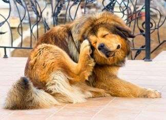 Pulgas: Descubre cómo eliminarlas de tu mascota y de tu hogar Pulgas: Descubre cómo eliminarlas de tu mascota y de tu hogar